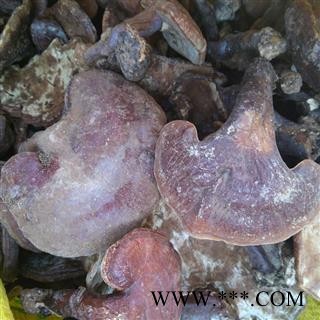 （包邮）特级野生红灵芝图2