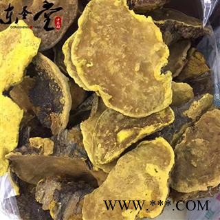 西藏桑黄 桑树桑黄 金边桑黄 产自西藏纯天然野生