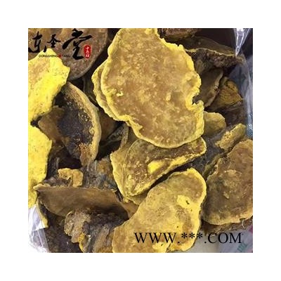 西藏桑黄 桑树桑黄 金边桑黄 产自西藏纯天然野生