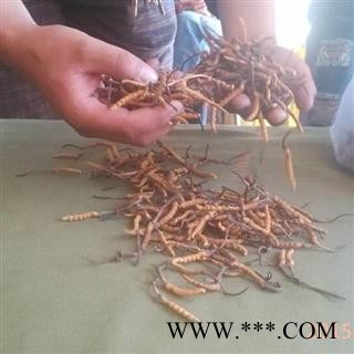 冬虫夏草 藏虫草精选4200条 产地 吉林省白山市抚松县图2