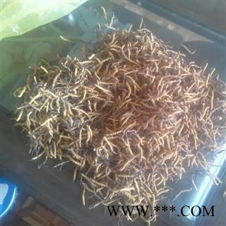 冬虫夏草 藏虫草精选4200条 产地 吉林省白山市抚松县图3