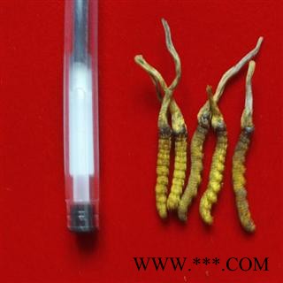 冬虫夏草 3000左右条 产地 青海玉树纯正品，假一赔十图2