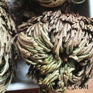 卷柏 卷柏团状统货 产地 云南省图2