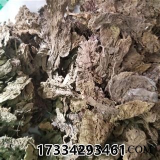 独一味叶  新货 大巴 打布巴 独一味苗图4