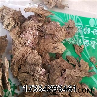 独一味叶  新货 大巴 打布巴 独一味苗图3