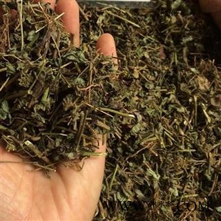 瑞森药材行  大飞扬 飞扬草 大乳汁草 节节花 产地 广西柳州图2