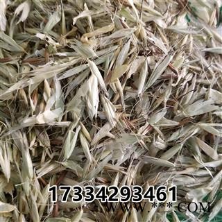 燕麦 大麦中药材 燕麦草  野麦草 乌麦图1