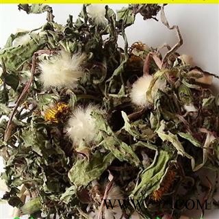 瑞森药材行蒲公英 蒲公英 家种统货 高含量 产地 河南省图2