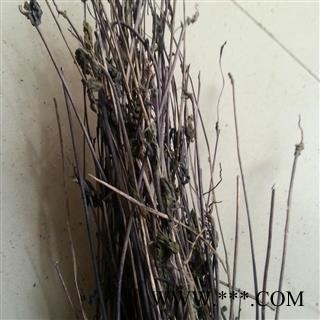 圣草康园鬼羽箭 克草 黑骨草 六月凌 四棱锋 鬼见愁 四面锋 篦箕柴 风枪林 四面戟今年新货图2