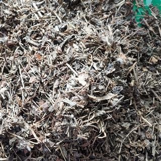 圣草康园鹅肠草 繁缕草 狗蚤菜 鹅馄饨 圆酸菜 野墨菜 和尚菜 乌云草图2