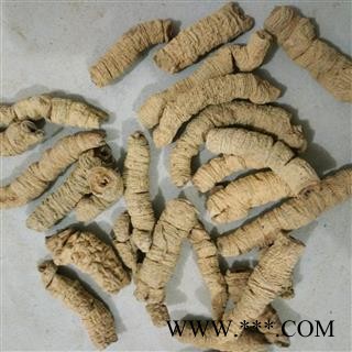 巴戟天 选个 大肉 标头肉 产地 广东省揭阳市揭东县图2