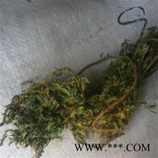 圣草康园中药材千层塔  大叶千层塔产地四川图2