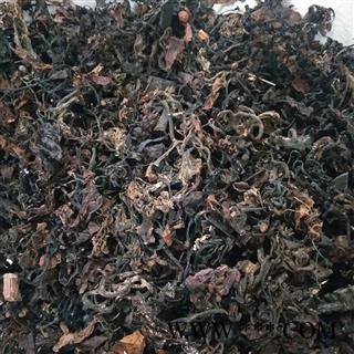 海藻 海藻统货 产地 山东省图2