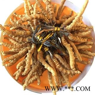 圣草康园虫草 冬虫夏草2500条15天无理由退货图2