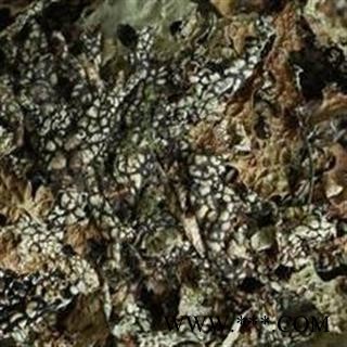 圣草康园品老龙皮 石龙皮 网肺衣 石龙衣图2