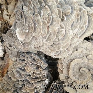 诺源药材行正品千层蘑 云芝 彩纹云芝图2