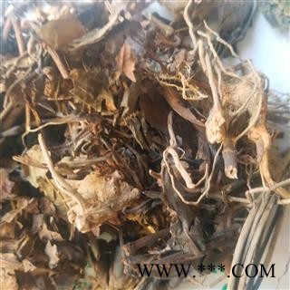 肿节风 别称 九节茶 九节风 接骨莲 九爪龙图2