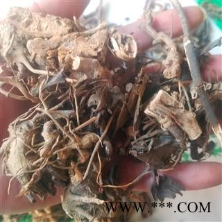 肿节风 别称 九节茶 九节风 接骨莲 九爪龙图4