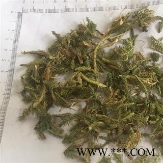 新辉药业伸筋草 优质新货 正品无硫图3