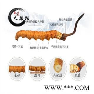 冬虫夏草 藏虫草精选4000条 药典标准 地道良药馆10克起拍图4
