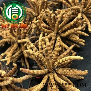 【满包邮】干虫草2000条 平均0.5~0.53克每条 散装产地直供冬虫夏草沁信源中药批发图4