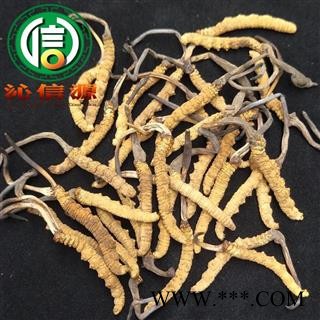 【满包邮】干虫草2000条 平均0.5~0.53克每条 散装产地直供冬虫夏草沁信源中药批发图3