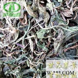 世元药业 蒲公英 大叶 家种 河北 华花郎 蒲公草 尿床草 西洋蒲公英 婆婆丁图2