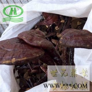 世元药业 灵芝个 正品整个 实物拍摄 赤灵芝图2