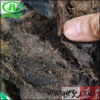 世元药业 头发七 正品100g/袋 黑丝草 人头七 黑丝带 亚洲树发 双色树发 沟树发图2