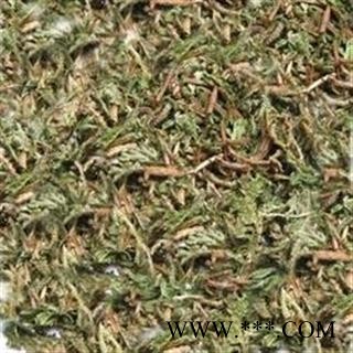 诺源药材行中药材正品优质石上柏 金龙草 地侧柏图2