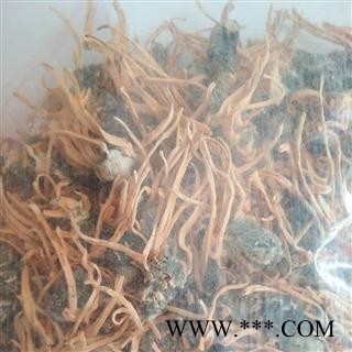 安祁名药正品金虫草  精选蛹草孢子头图3