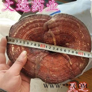 灵芝 选装 大个 灵芝个 产地 山东省图1