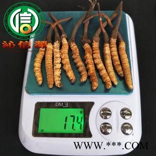 【满包邮】3月产新新鲜虫草本色货1.6~1.8克/根散装产地直供冬虫夏草沁信源中药批发图3