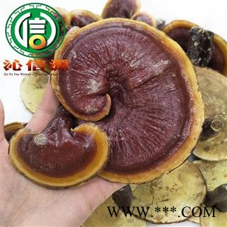 【满包邮】金边灵芝大朵、小朵统货散装吉林产地直供金边赤灵芝沁信源中药批发图4