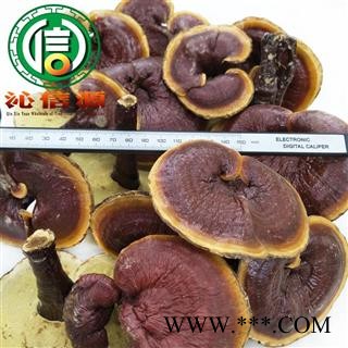 【满包邮】金边灵芝大朵、小朵统货散装吉林产地直供金边赤灵芝沁信源中药批发图2