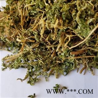 九盛堂中药材 翠云草 别称 蓝草 剑柏 蓝地柏 地柏叶 伸脚草 绿绒草 烂皮蛇图2