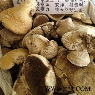 新辉药业正品灵芝 野生白灵芝图3