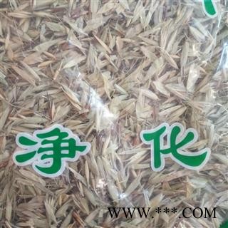 诺源药材行野生花叶燕麦草  爵麦 大蟹钓 牛星草 山稷子图3