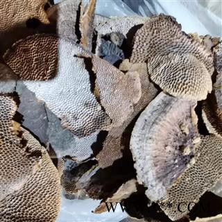 安祁名药灵芝 蜂窝灵芝 野生灵芝图3