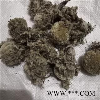 新辉药业天山雪莲 雪莲花 藏雪莲  散花花球图3