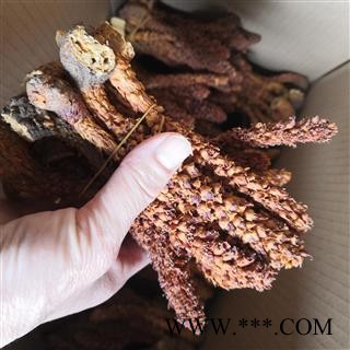 新辉药业草苁蓉   不老草   新货无硫图2