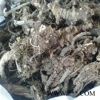 羌活 选货 产地 四川省 凯捷中药图3