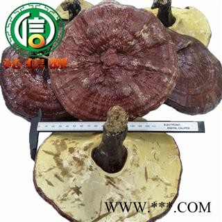 【满包邮】红灵芝厚肉质个子统货散装吉林产地直供赤灵芝沁信源中药批发图2