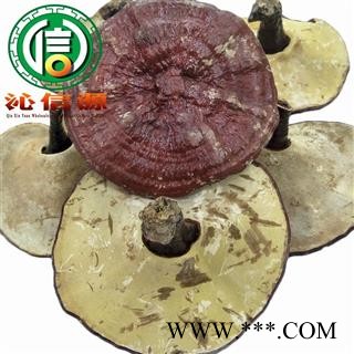 【满包邮】红灵芝厚肉质个子统货散装吉林产地直供赤灵芝沁信源中药批发图4