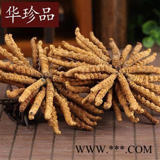 冬虫夏草 冬虫夏草4000条 选 产地 西藏自治区图2