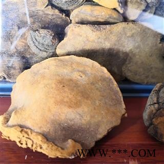 新辉药业桑黄   东北天桑黄 量大从优图2