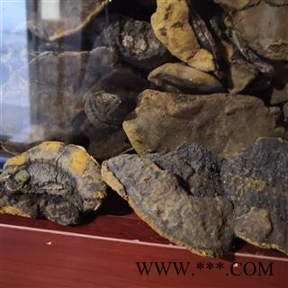 新辉药业桑黄   东北天桑黄 量大从优图3