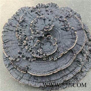 新辉药业中药材灵芝  大黑花灵芝 另有红花灵芝图2