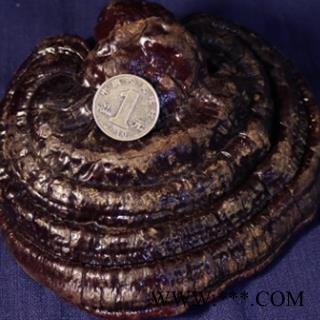 安祁名药灵芝 无柄黑芝图2