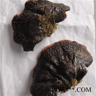 安祁名药野生灵芝   无柄紫芝大金边图2